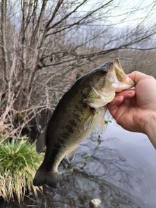 Largemouth Bass