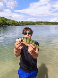 Yellow Perch
