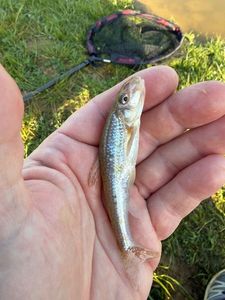 Gudgeon