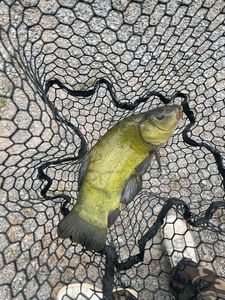 Tench