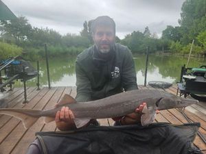 Sturgeon
