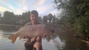 Common Carp