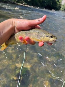 Brown Trout