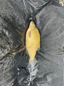 Common Bream