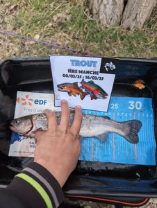 Rainbow Trout
