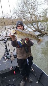 Zander
