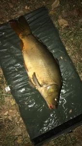 Leather Carp