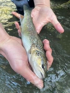 Brown Trout