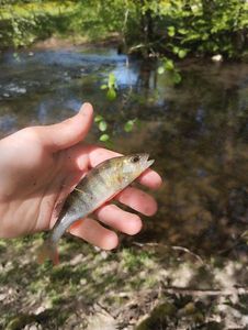 European Perch