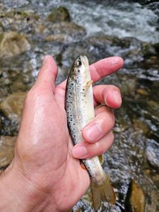 Brown Trout