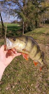 European Perch