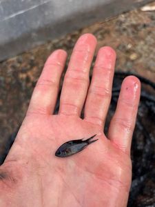 Damselfish