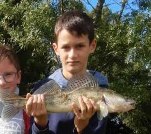 Zander