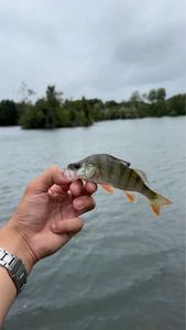 European Perch