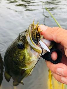 Largemouth Bass