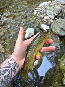 Brown Trout
