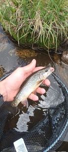 Brook Trout