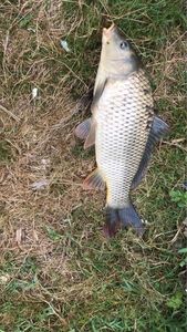 Common Carp