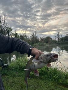 Black Bullhead