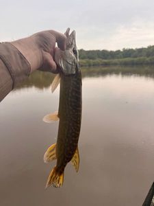 Northern Pike