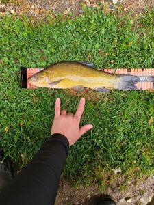 Tench