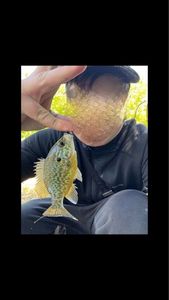 Green Sunfish