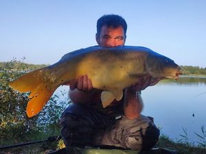 Mirror Carp