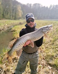 Northern Pike
