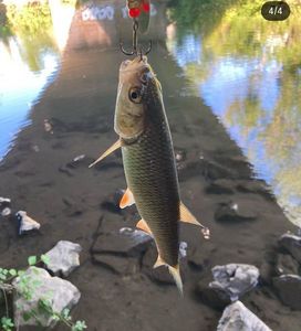 Chub