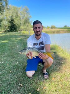 Mirror Carp