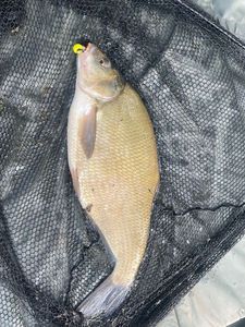 Common Bream