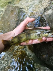 Brown Trout