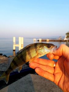 European Perch