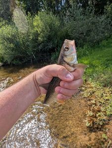 Chub