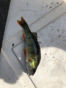 European Perch