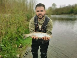 Brown Trout