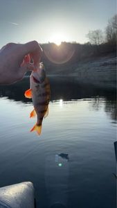 European Perch