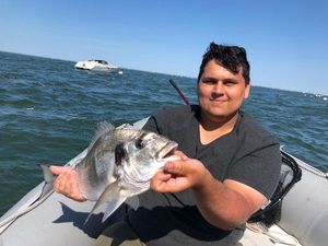 Gilthead Seabream