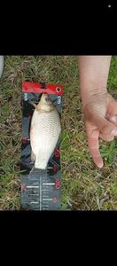 Crucian Carp