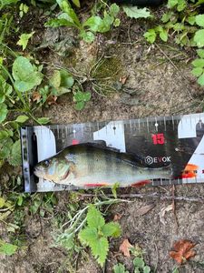 European Perch