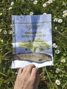 Brown Trout