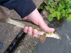 Barbel