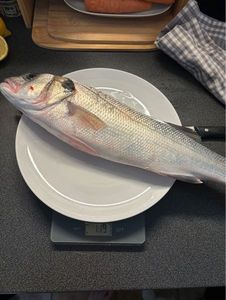 European Bass (Seabass)