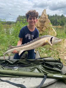 Sturgeon