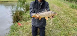 Common Carp