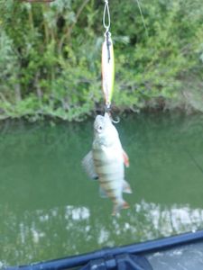 European Perch