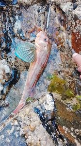Grey Gurnard