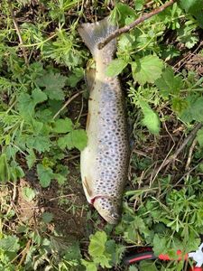 Brown Trout