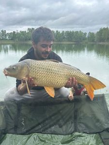 Common Carp