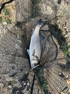 European Bass (Seabass)
